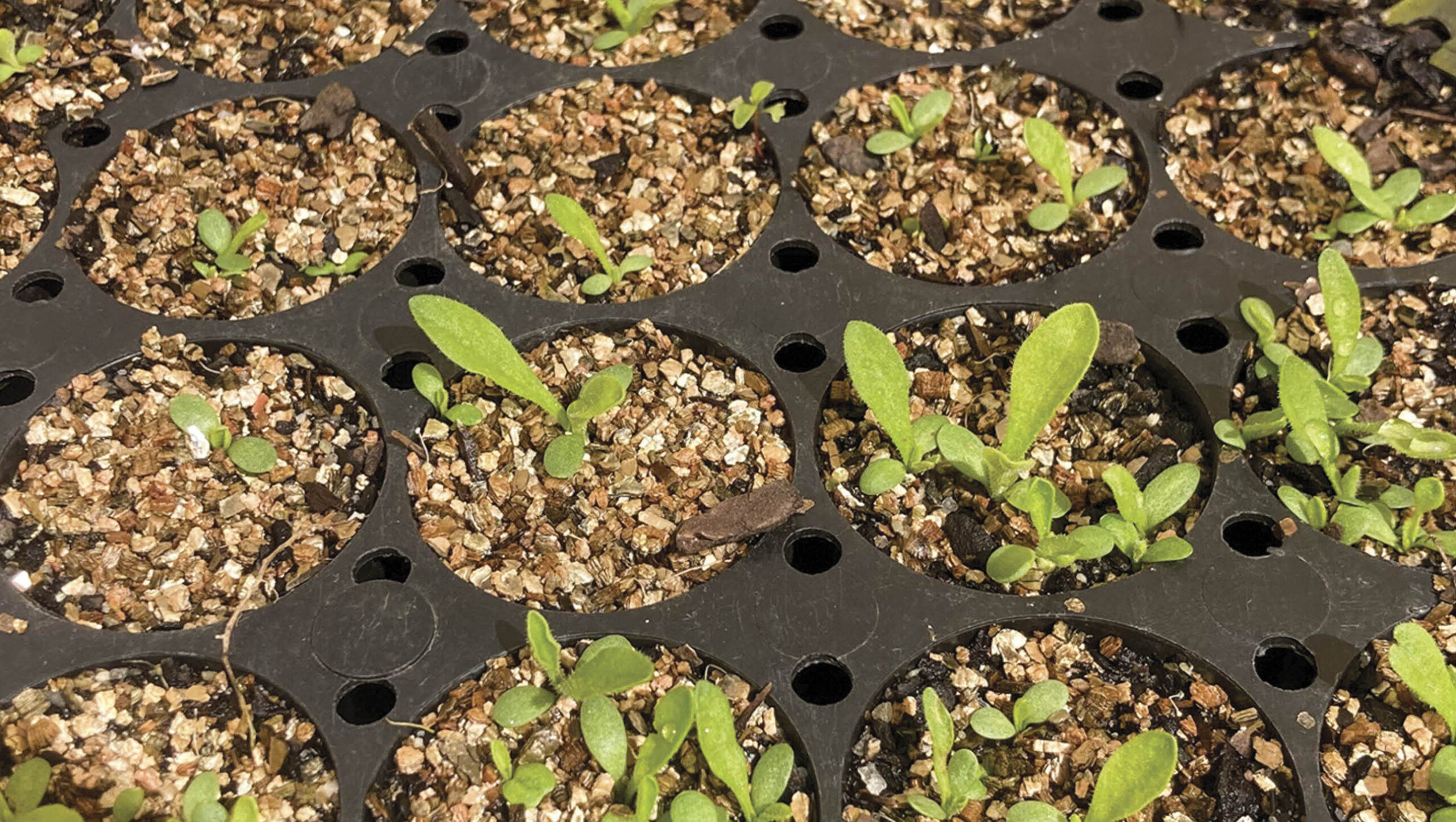 Billy Button seed two weeks after sowing.